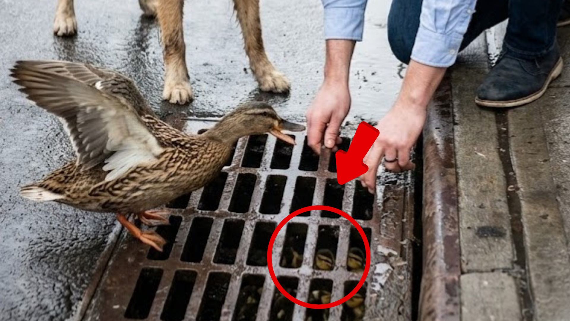 “I Risked My Career For a Duck Family on the Sidewalk”