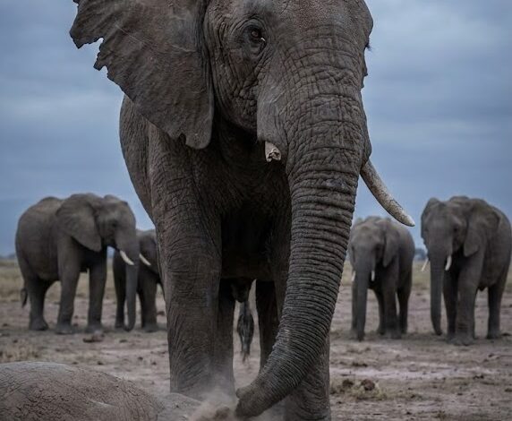 The Day a “Stupid Animal” Proved It Had a Soul 🐘